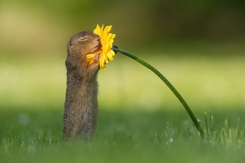 marmotte qui renifle une fleur jaune dans prairie