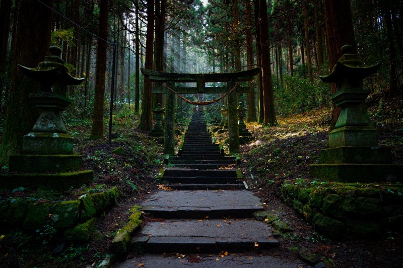 Torii  et chemin en pierre  dans la forêt vers t