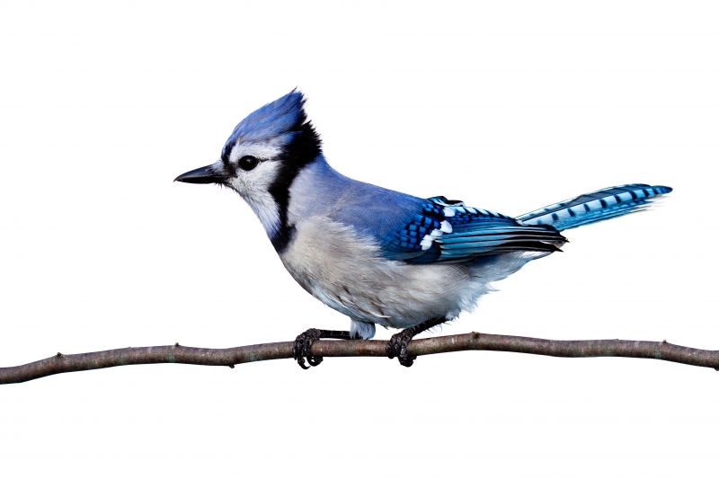 animal oiseau geai bleu sur branche