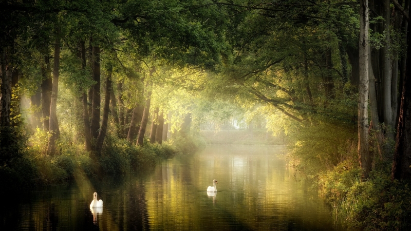 Fond écran HD paysage nature été forêt avec rivière et cygnes arrière plan PC Mac background