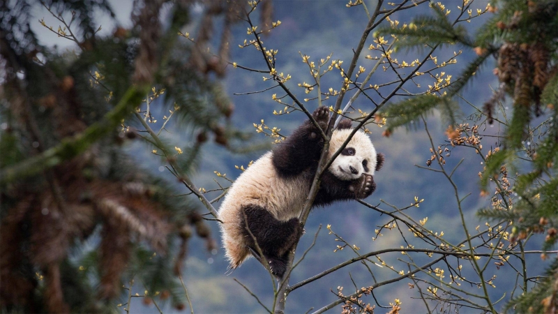 jeune panda dans arbre