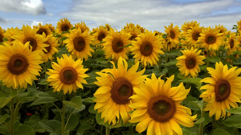 Fond écran HD fleurs nature tournesol jaune champs été wallpaper arrière plan background download télécharger grat