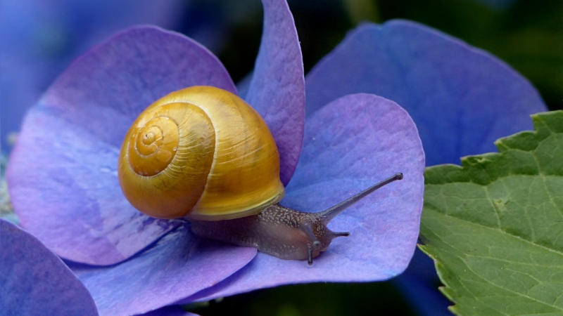 escargot sur fleur d'hortensia bleu