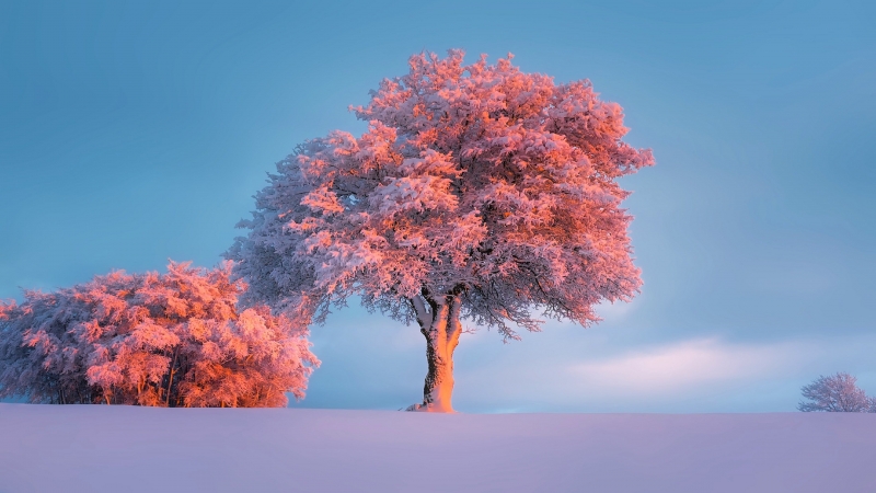 Fond d'écran HD hiver soir arbres enneigés photo soleil couchant wallpaper