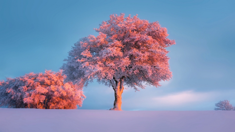 Arbres enneigées soleil couchant soir hiver