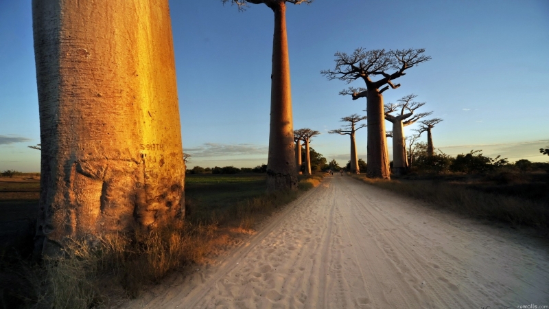 route sableuse blanche bordée de baobabs
