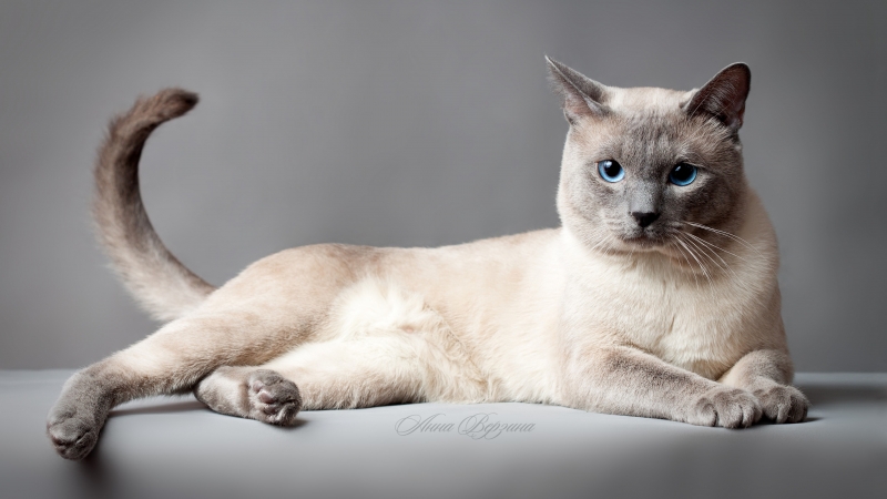 portrait chat siamois yeux bleus