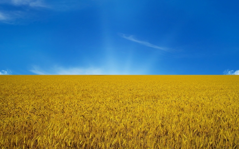 Drapeau-Ukraine-ciel-et-blé