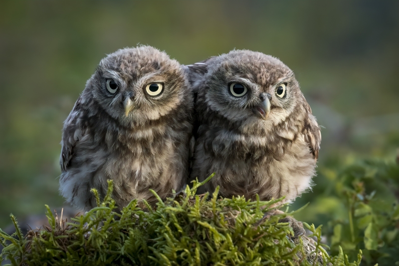 Deux jeunes chouettes dans la mousse