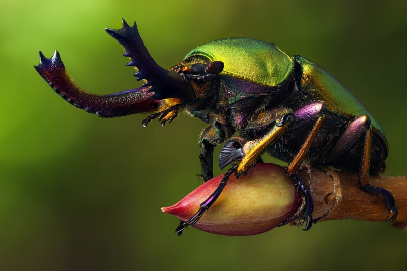 photo macro insecte coléoptère rhinocéros