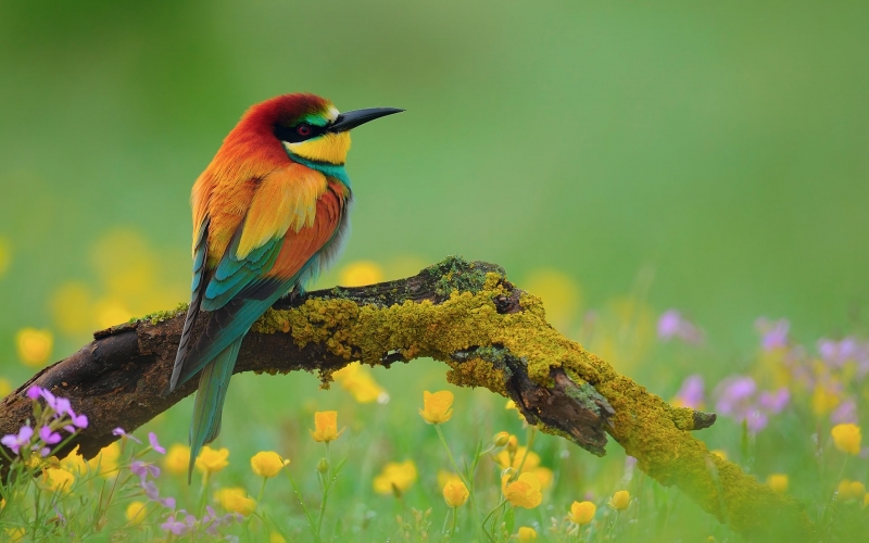 oiseau guêpier d'Europe nature animal