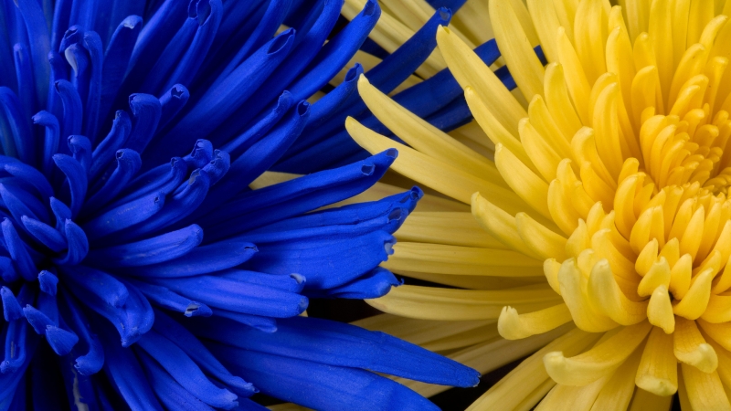photo fleurs chrysanthèmes bleues et jaunes