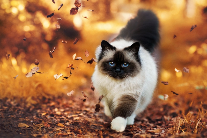 chat qui marche dans les feuilles