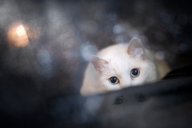 Chat blanc photo