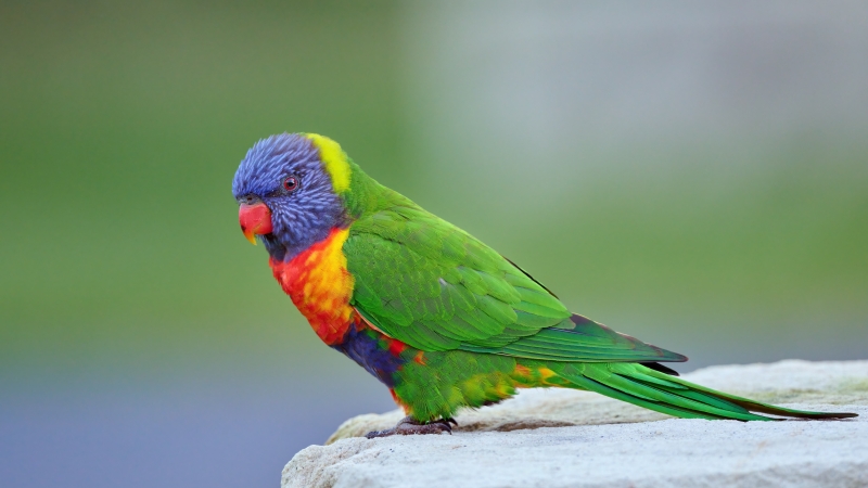 Oiseau Loriquet Loris Arc en Ciel