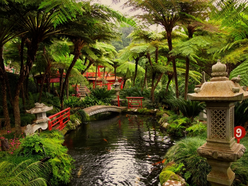 Lac, Plante Verte, Arbre, Herbe Dans Le Jardin Japonais De Zen Photo stock  - Image du sapins, jardin: 73019544