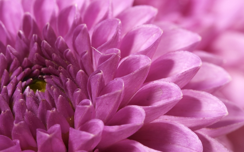 Chrysanthème fleur mauve rose