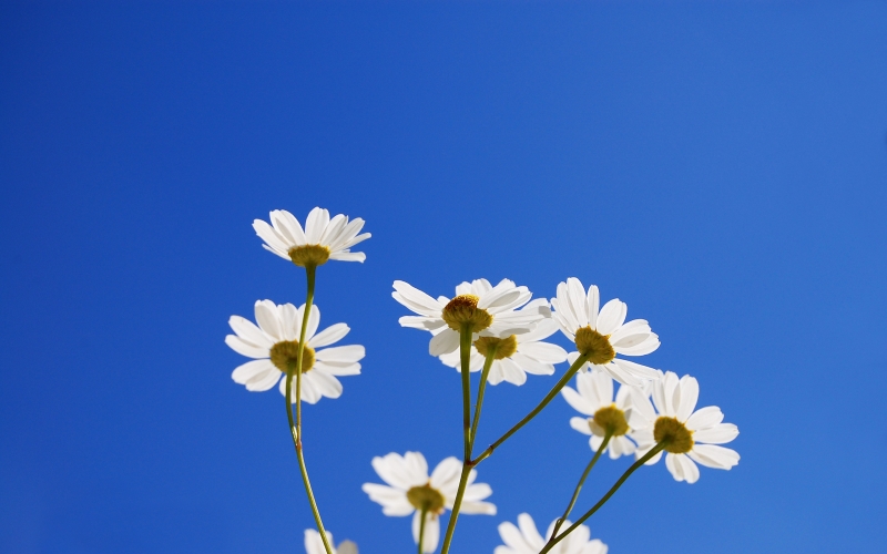 marguerite sur ciel bleu