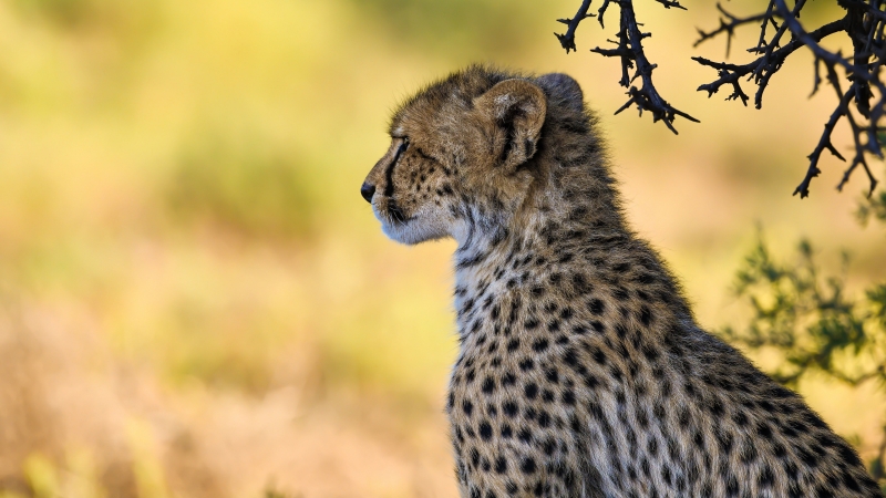 Guépard félin animal sauvage Afrique photo fond écran background wallpaper