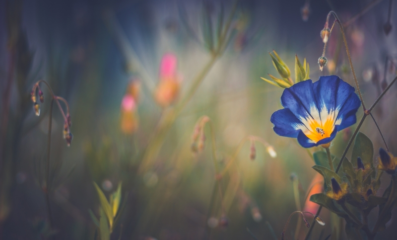 photo fleurs de prairie d'été