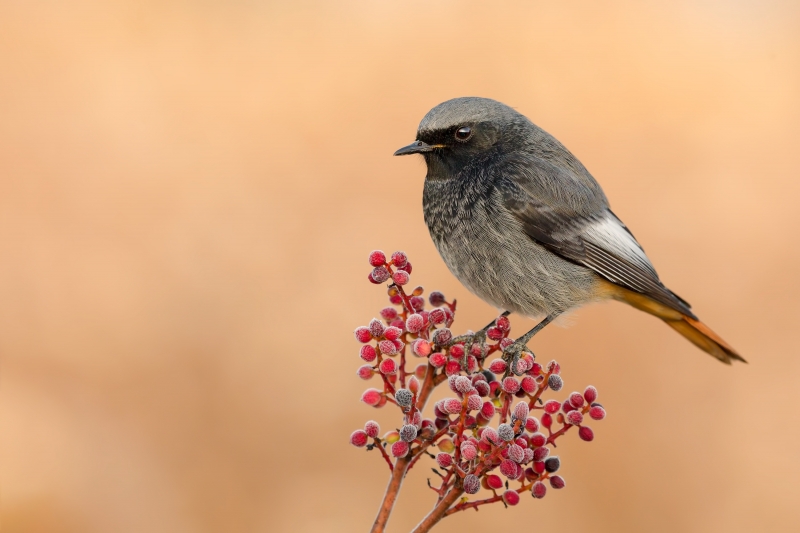 oiseau rouge queue