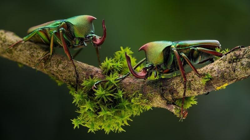 insecte fond écran coléoptère Hercule rhinocé