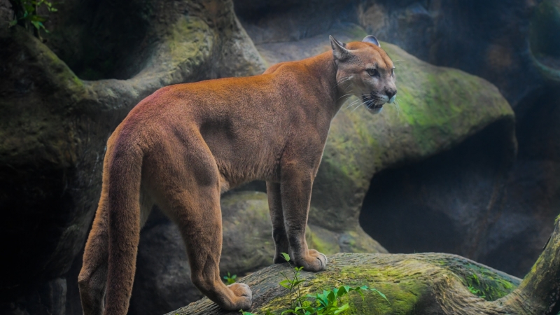 photo animal félin puma Amérique