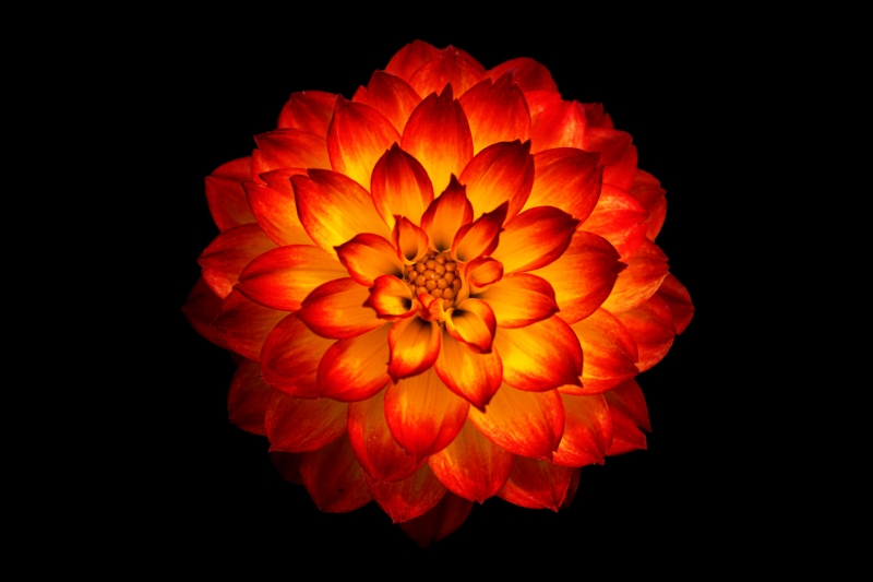 Dahlia fleur orange 8k nature sur fond noir wallpaper background