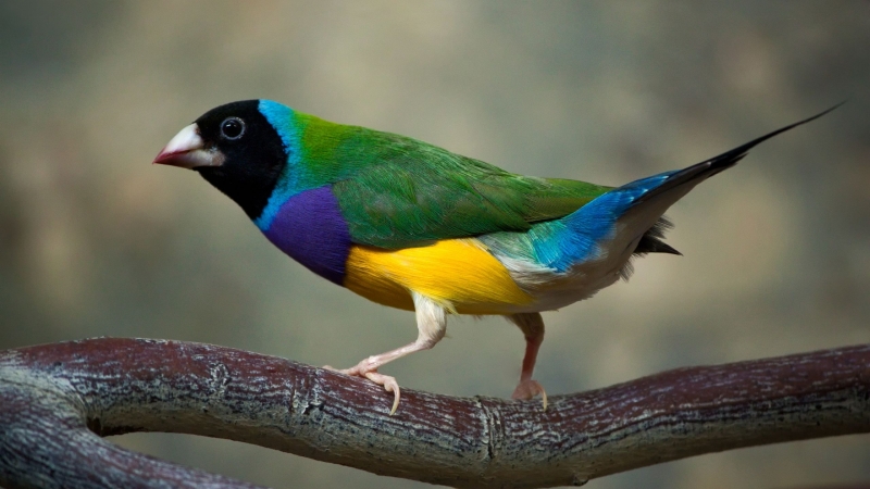 Oiseau diamant de Gould