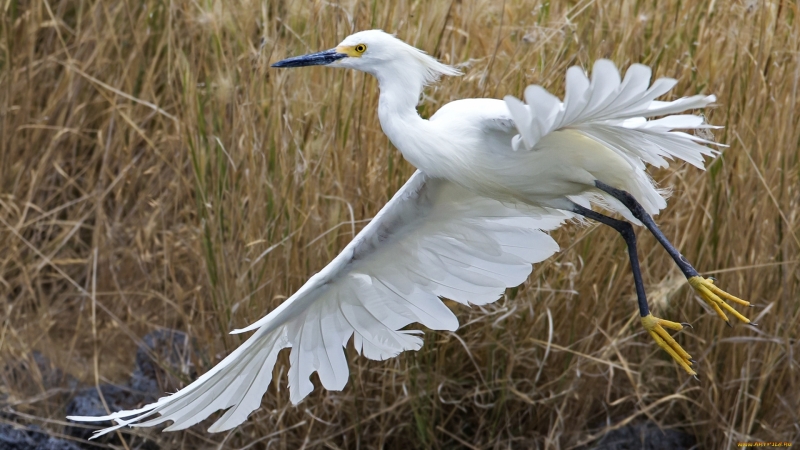 Aigrette garzette oiseau