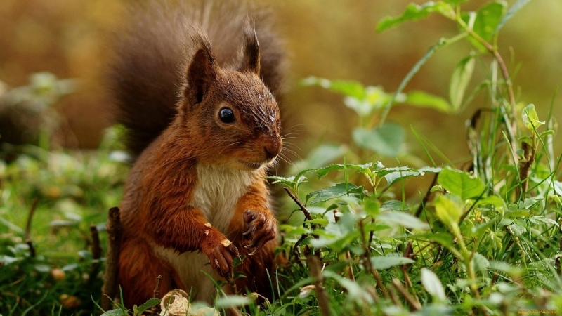 Ecureuil brun roux au sol photo image animal wallpaper HD télécharger