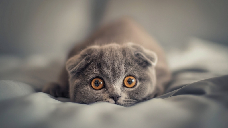 Chat gris écossais yeux dorés